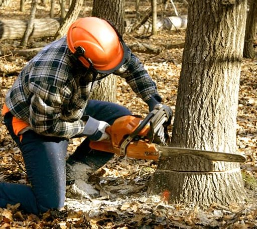 Tree Removal in Sulphur Bluff, TX